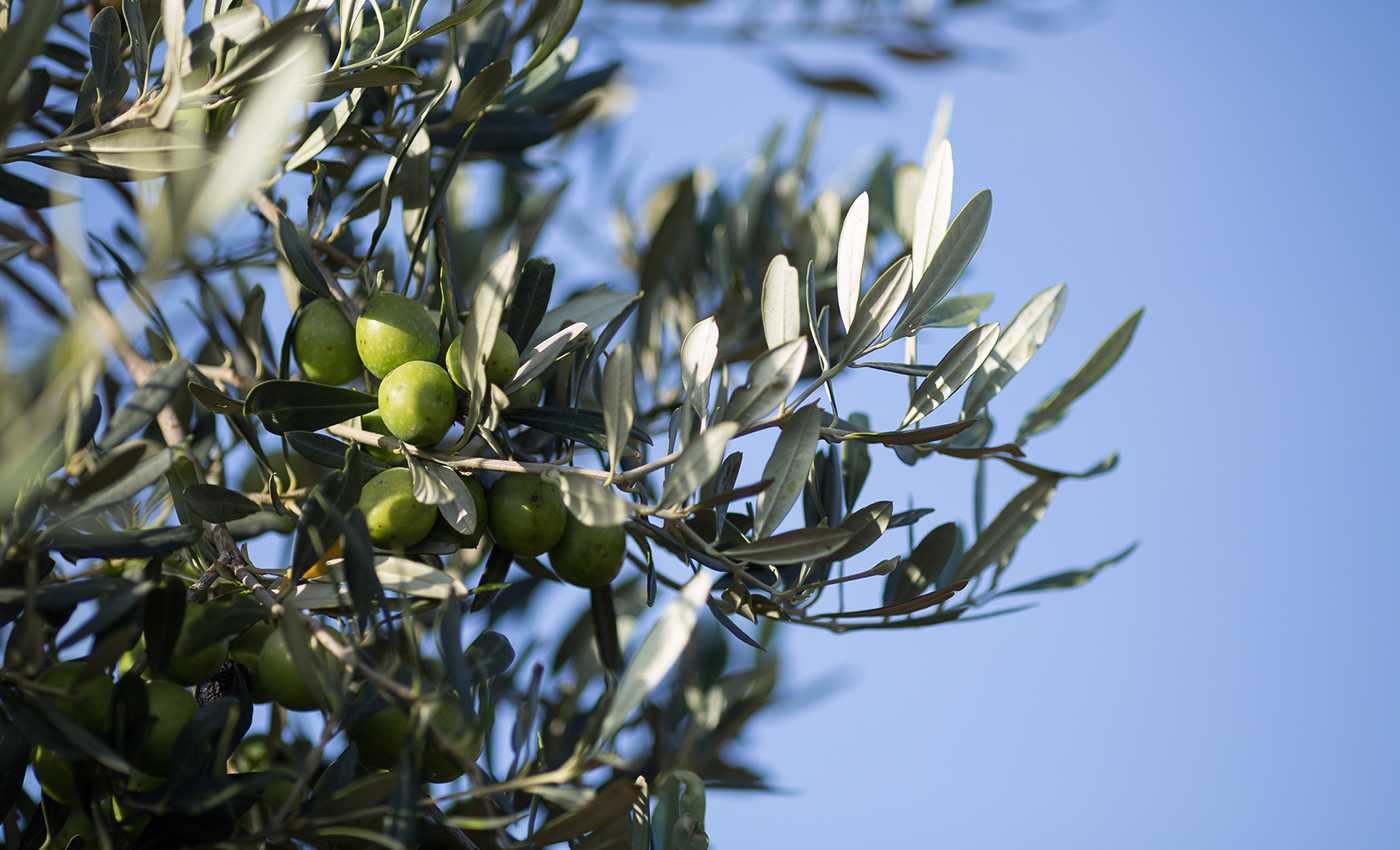 United Olive Oil